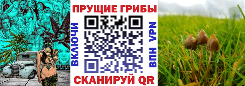 Купить  Владимир  Псилоцибиновые грибы Psilocybine cubensis 